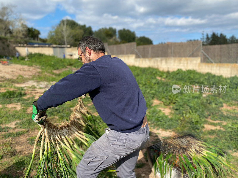 Man preparing  ‘calçots’ for grilling over a hot fire at home